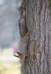 Белка вниз головой на стволе дерева