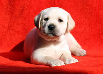 the labrador puppy on a red background