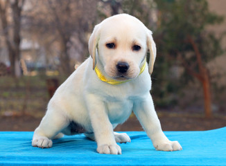 the labrador puppy on a blue background