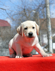 the labrador puppy on the red background