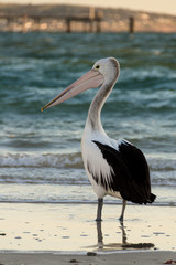 Pelican at the beach, South Australia