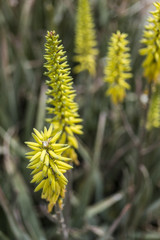 Yellow Aloe vera plant