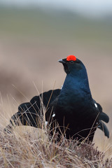 Black grouse