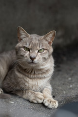 Obraz premium のらねこ