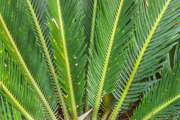 Close-up of leaves Cycas circinalis L.