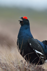 Black grouse shouting