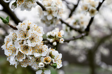 blooming plum tree