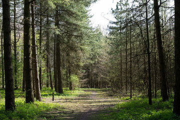 Obraz premium Forrest trees with path in the middle