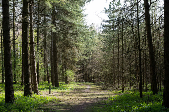 Forrest trees with path in the middle