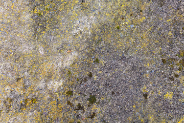 green mold moss on  the stone