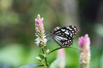 Butterfly fly in morning nature