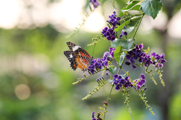 Butterfly fly in morning nature