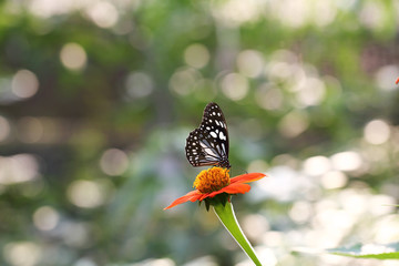 Butterfly fly in morning nature