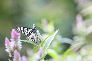 Butterfly fly in morning nature