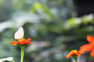 Butterfly fly in morning nature