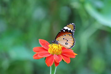 Naklejka na ściany i meble Butterfly fly in morning nature