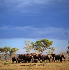 Fototapeta premium elephants