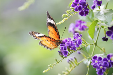Butterfly fly in morning nature