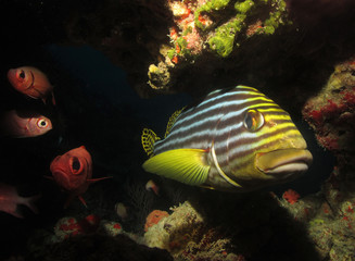 Obraz na płótnie Canvas marine fish