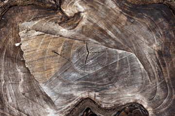 wood background. Wood texture of cut tree trunk