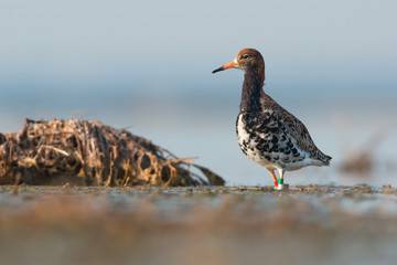 Ruff with color rings. Ukraine
