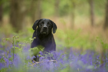 Black labrador - Canis familiaris