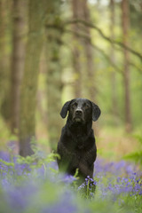 Black labrador - Canis familiaris