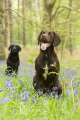 Springer - Canis lupus familiaris