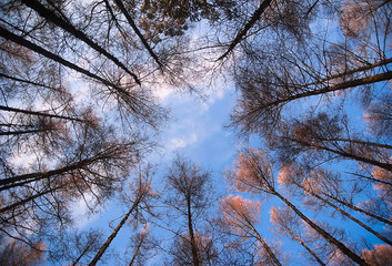 Autumn scenery