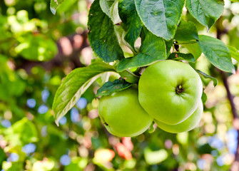 green apples