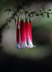 Native Fuchsia flower