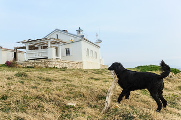 Flat-coated Retriever spielt gl&uuml;cklich vor Leuchtturm
