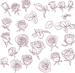 set of linear drawing roses