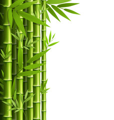 Fototapeta na wymiar Green bamboo grove isolated on white background