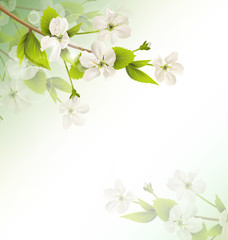 Fototapeta premium Cherry branch with white flowers on green background