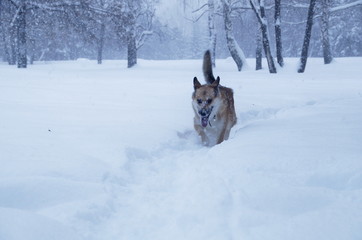 A dog is walking on a snow