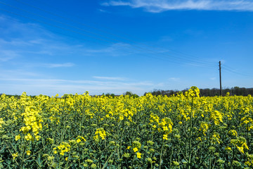 Rape blossoms with blurry background