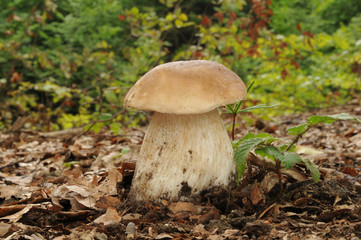 Boletus edulis