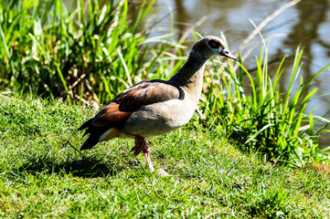 Nilgans