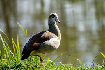 Nilgans