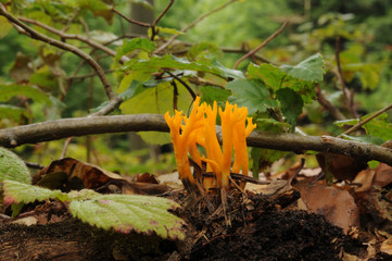 Calocera viscosa,  known as the yellow stagshorn