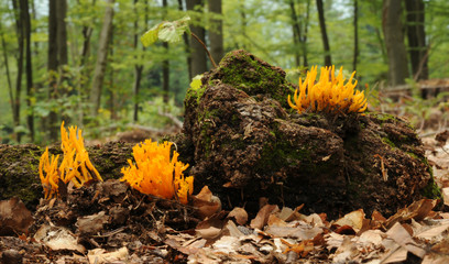 Calocera viscosa, known as the yellow stagshorn