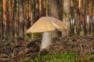 Cortinarius caperatus, known as the gypsy mushroom