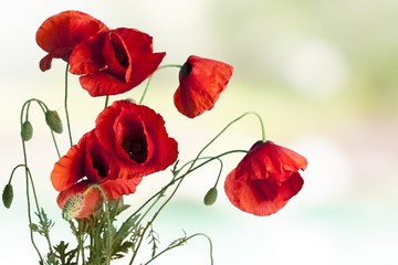 Poppy. Floral design, decoration flowers, poppies border -