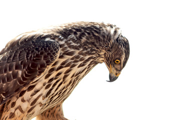 Aguila