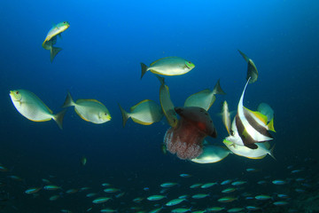 Naklejka premium Rabbitfish and Bannerfish eating Jellyfish