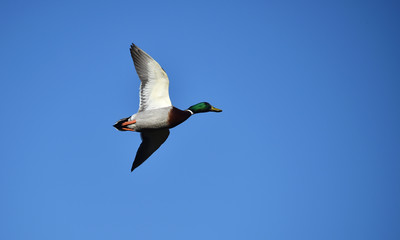 Stockente fliegt