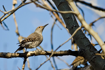 Northern Flicker Perched on a Branch in a Tree