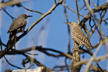 Two Northern Flickers Perched on a Branch in a Tree