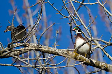Pair of Wood Ducks Perched in a Tree